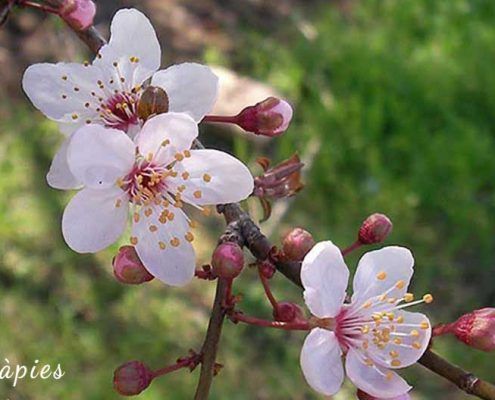 Flors de Bach Espai Teràpies Mataró. Cherry Plum